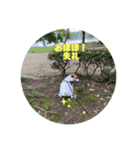 ジャックラッセル凛ちゃま（個別スタンプ：5）
