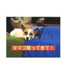 ジャックラッセル凛ちゃま（個別スタンプ：6）
