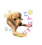黄ラブのフィーちゃんと仲間たち（個別スタンプ：3）