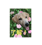 黄ラブのフィーちゃんと仲間たち（個別スタンプ：5）