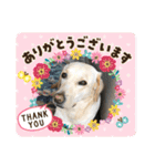 黄ラブのフィーちゃんと仲間たち（個別スタンプ：6）