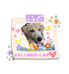黄ラブのフィーちゃんと仲間たち（個別スタンプ：9）