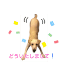 黄ラブのフィーちゃんと仲間たち（個別スタンプ：10）