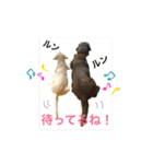 黄ラブのフィーちゃんと仲間たち（個別スタンプ：15）