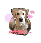 黄ラブのフィーちゃんと仲間たち（個別スタンプ：19）