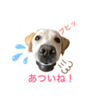 黄ラブのフィーちゃんと仲間たち（個別スタンプ：20）