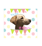 黄ラブのフィーちゃんと仲間たち（個別スタンプ：23）