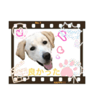 黄ラブのフィーちゃんと仲間たち（個別スタンプ：25）