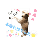 黄ラブのフィーちゃんと仲間たち（個別スタンプ：30）