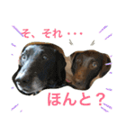 黄ラブのフィーちゃんと仲間たち（個別スタンプ：31）