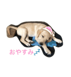黄ラブのフィーちゃんと仲間たち（個別スタンプ：35）