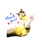 とらきち♡（個別スタンプ：1）