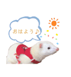 まっしろフェレットのはなちゃん（個別スタンプ：1）