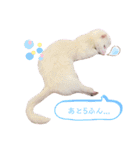 まっしろフェレットのはなちゃん（個別スタンプ：2）