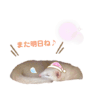 まっしろフェレットのはなちゃん（個別スタンプ：5）
