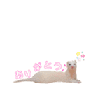 まっしろフェレットのはなちゃん（個別スタンプ：6）