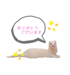 まっしろフェレットのはなちゃん（個別スタンプ：7）