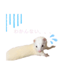 まっしろフェレットのはなちゃん（個別スタンプ：9）