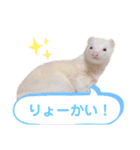 まっしろフェレットのはなちゃん（個別スタンプ：10）