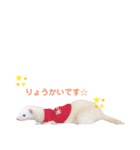 まっしろフェレットのはなちゃん（個別スタンプ：11）