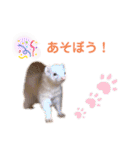 まっしろフェレットのはなちゃん（個別スタンプ：12）