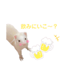 まっしろフェレットのはなちゃん（個別スタンプ：13）