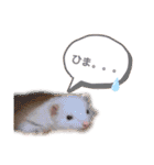 まっしろフェレットのはなちゃん（個別スタンプ：14）