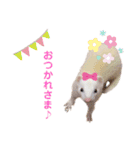 まっしろフェレットのはなちゃん（個別スタンプ：21）