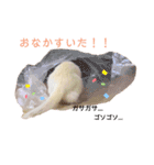 まっしろフェレットのはなちゃん（個別スタンプ：24）
