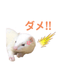 まっしろフェレットのはなちゃん（個別スタンプ：26）