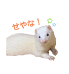まっしろフェレットのはなちゃん（個別スタンプ：27）