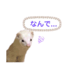 まっしろフェレットのはなちゃん（個別スタンプ：30）