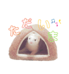 まっしろフェレットのはなちゃん（個別スタンプ：32）