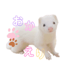 まっしろフェレットのはなちゃん（個別スタンプ：33）