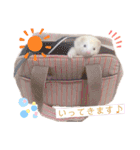 まっしろフェレットのはなちゃん（個別スタンプ：34）