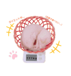 まっしろフェレットのはなちゃん（個別スタンプ：38）