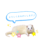まっしろフェレットのはなちゃん（個別スタンプ：39）