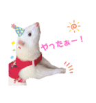 まっしろフェレットのはなちゃん（個別スタンプ：40）