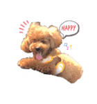 プードルのもかちゃん（個別スタンプ：5）