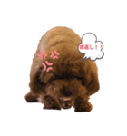 プードルのもかちゃん（個別スタンプ：7）