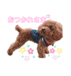 プードルのもかちゃん（個別スタンプ：13）