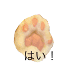 うにじる にゃんこ3 日常（個別スタンプ：7）
