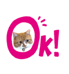 うにじる にゃんこ3 日常（個別スタンプ：21）
