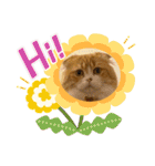 うにじる にゃんこ3 日常（個別スタンプ：30）