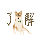 柴犬おてふさんの日常 普段使い～夏編（個別スタンプ：7）