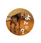 とご（個別スタンプ：2）