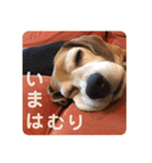 とご（個別スタンプ：3）