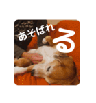 とご（個別スタンプ：12）