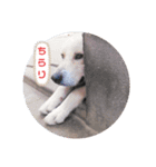 dog and  cat（個別スタンプ：2）