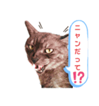 dog and  cat（個別スタンプ：3）